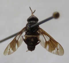 Chrysops scalaratus