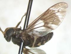 Chrysops scalaratus
