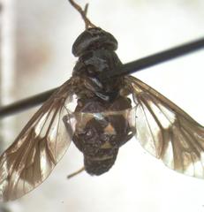 Chrysops scalaratus