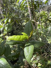 Myrcia fenzliana