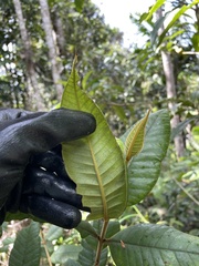Myrcia fenzliana