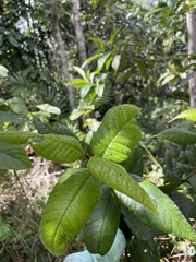 Myrcia fenzliana