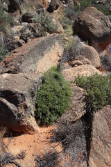 Pelargonium dasyphyllum