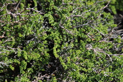 Pelargonium dasyphyllum