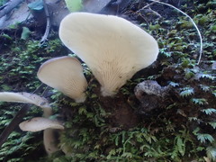 Pleurotus purpureo-olivaceus