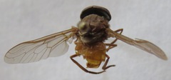 Esenbeckia