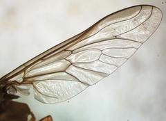 Esenbeckia