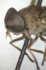Esenbeckia