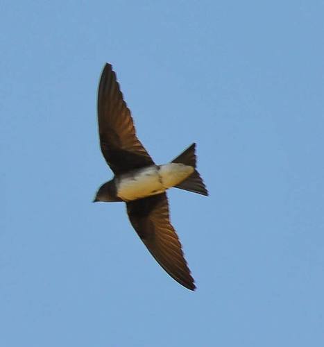 Cuban Martin (Progne cryptoleuca) · iNaturalist