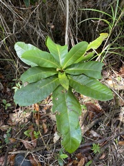 Tabebuia schumanniana