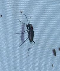 Odontochilina