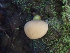 Pleurotus purpureo-olivaceus