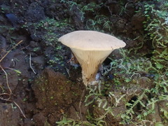 Pleurotus purpureo-olivaceus