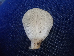 Pleurotus purpureo-olivaceus