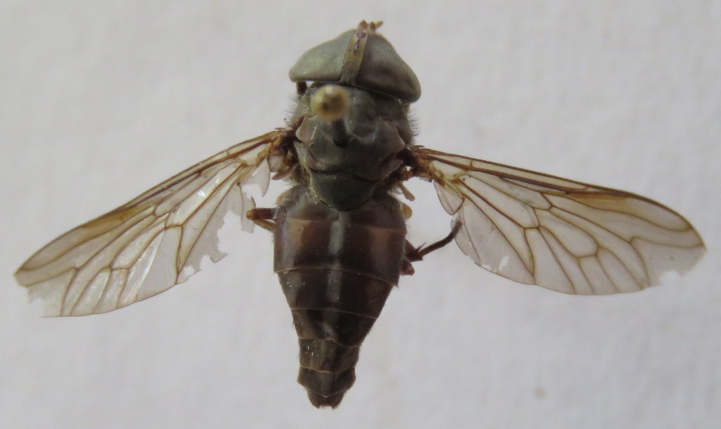 Tabanus colombensis