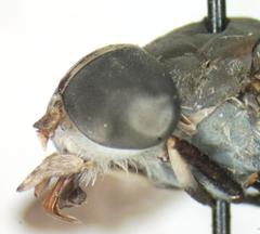 Tabanus colombensis