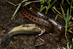 Helicops leopardinus