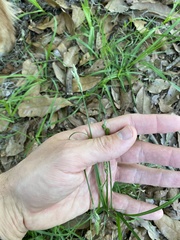 Carex longii