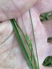Carex longii