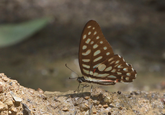 Graphium arycles