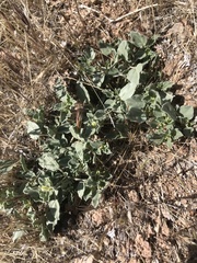 Acleisanthes nevadensis