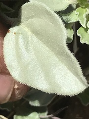 Acleisanthes nevadensis