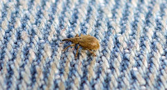 Trichopterapion holosericeum