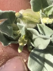 Acleisanthes nevadensis