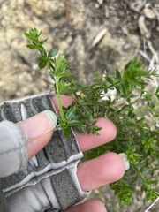 Galium cliftonsmithii