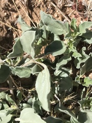 Acleisanthes nevadensis