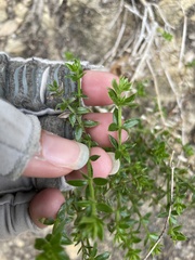 Galium cliftonsmithii