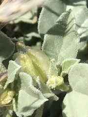 Acleisanthes nevadensis