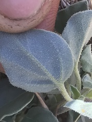 Acleisanthes nevadensis