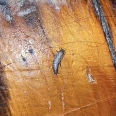 Lepisma