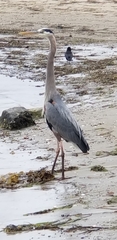 Ardea herodias
