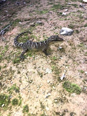 Cyrtodactylus sadleiri