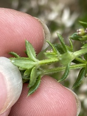 Galium cliftonsmithii