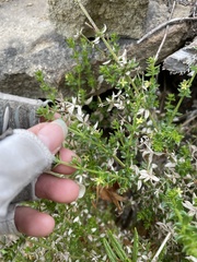 Galium cliftonsmithii