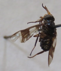 Chrysops scalaratus
