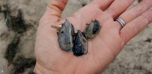 photo of By-the-wind Sailor (Velella velella)