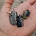 photo of By-the-wind Sailor (Velella velella)