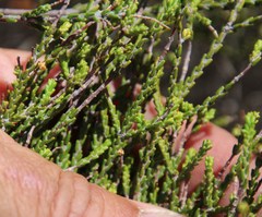 Passerina truncata