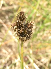 Carex macloviana