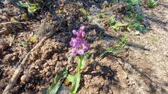 Anacamptis morio