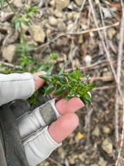 Galium cliftonsmithii