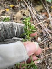 Galium cliftonsmithii