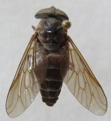 Esenbeckia