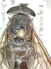 Esenbeckia