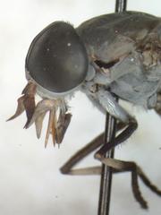Esenbeckia