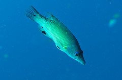 Bodianus dictynna